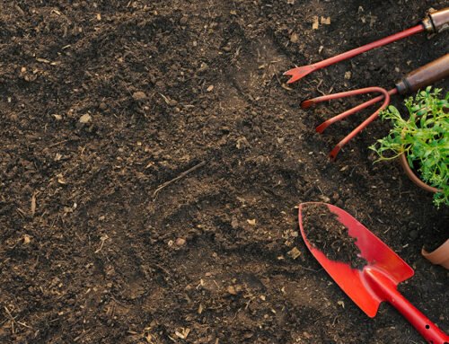 The new approach to garden weeds and why you need it