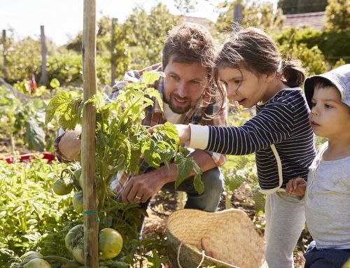The Most Complete Video Guide For Growing Tomatoes