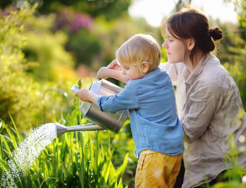 Blue poppies shine at Gardening Scotland Tom Smart