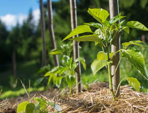 Leaves Should Be Shredded Before Used as Mulch